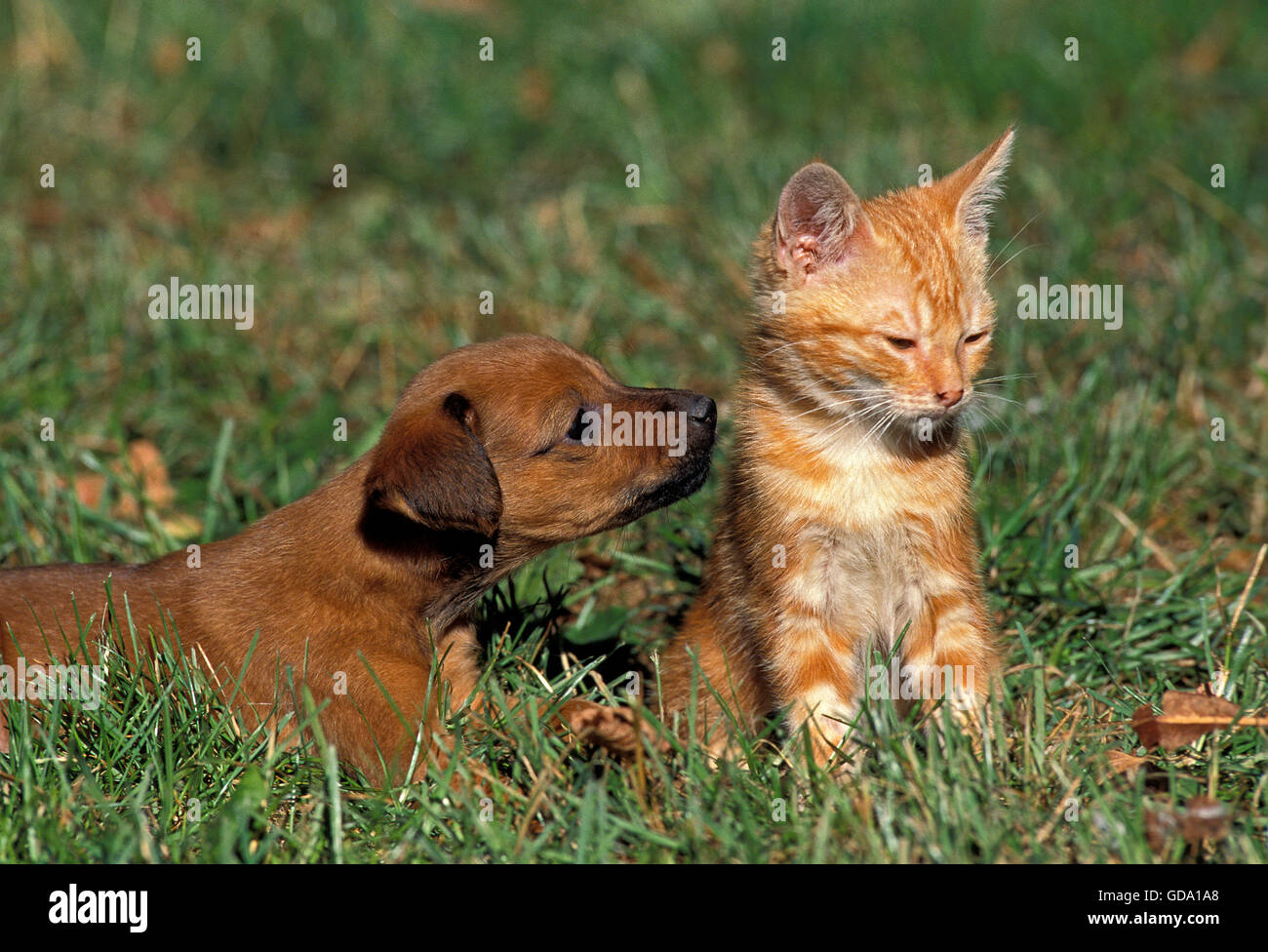 Welpe mit rot Tabby Hauskatze auf Rasen Stockfoto