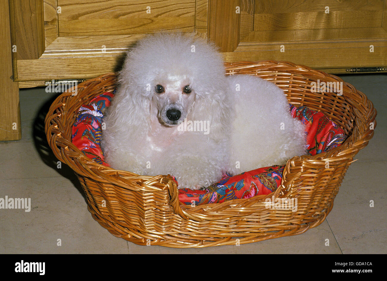Zwergpudel weiß, Hund in seinem Korb legen Stockfoto