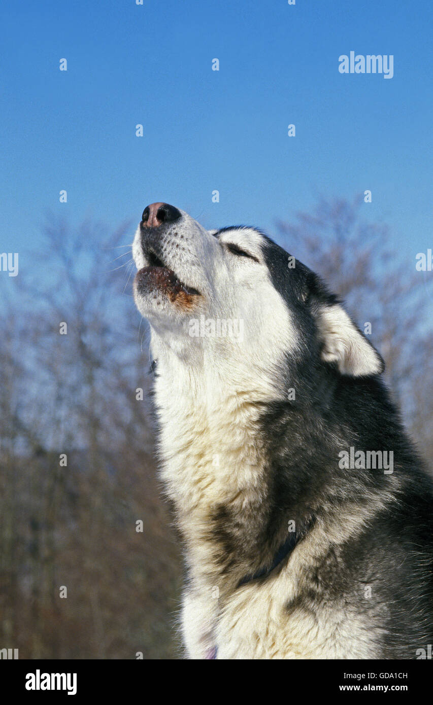 Alaskan Malamute Hund, Porträt von Hund Kläffen Stockfoto