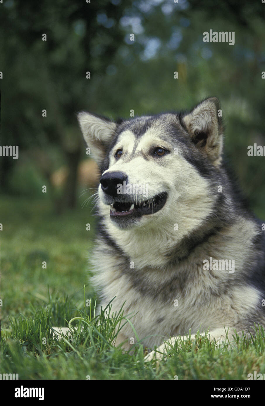 Alaskan Malamute Hund, Porträt von Erwachsenen Stockfoto