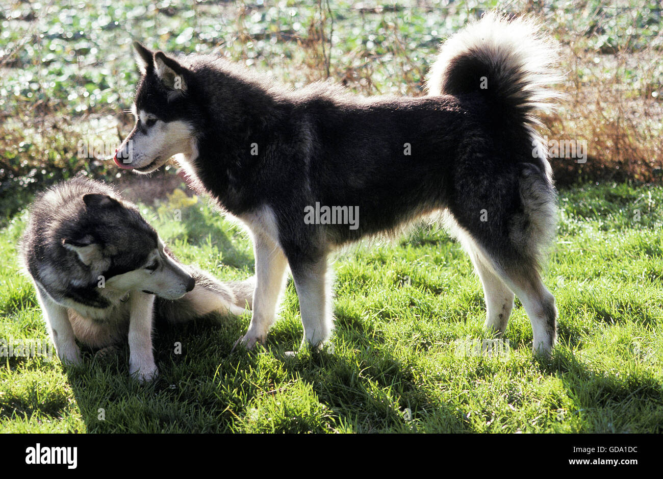 Alaskan Malamute Hund, Vorlage Haltung Stockfoto