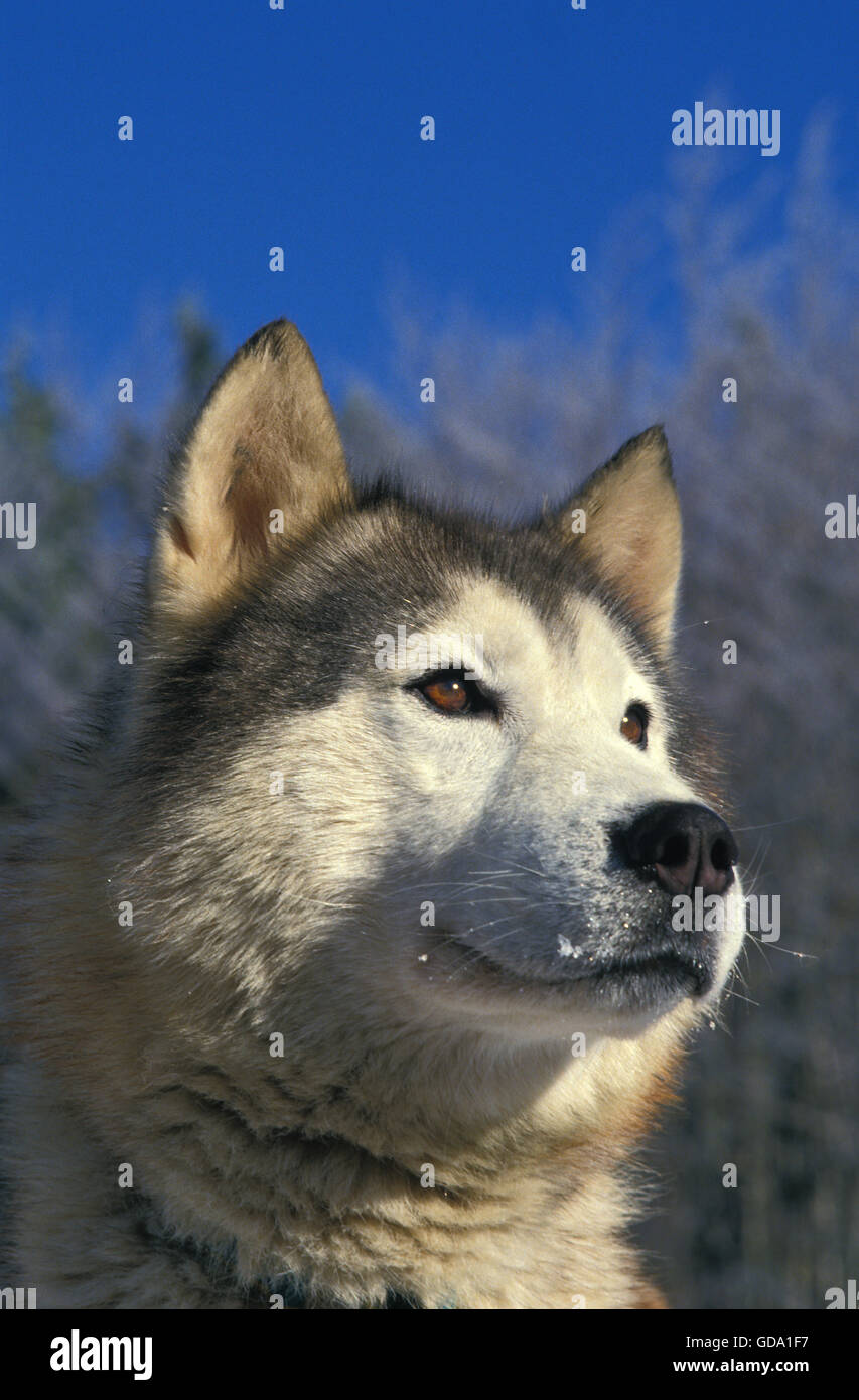 Porträt von Alaskan Malamute Hund Stockfoto
