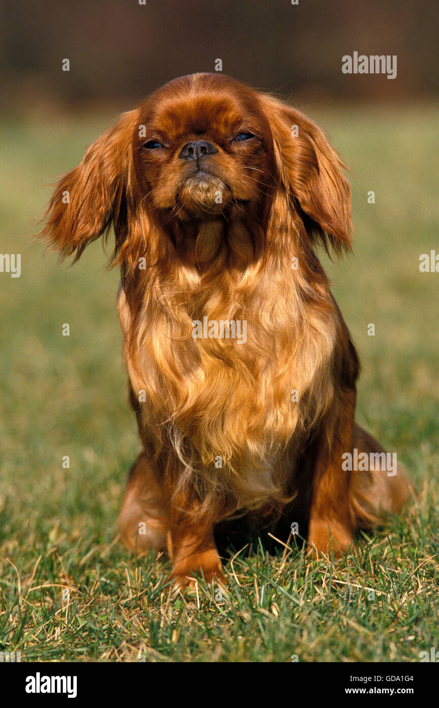 KING CHARLES SPANIEL Hund, Erwachsene SITTING ON GRASS, ruby Stockfoto