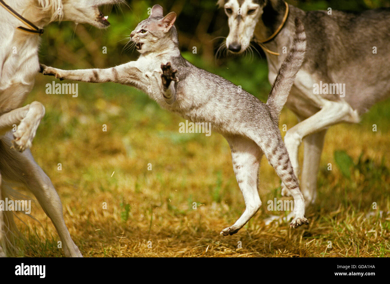 Orientalische Hauskatze mit Saluki Hunde, Aggressive Haltung Stockfoto