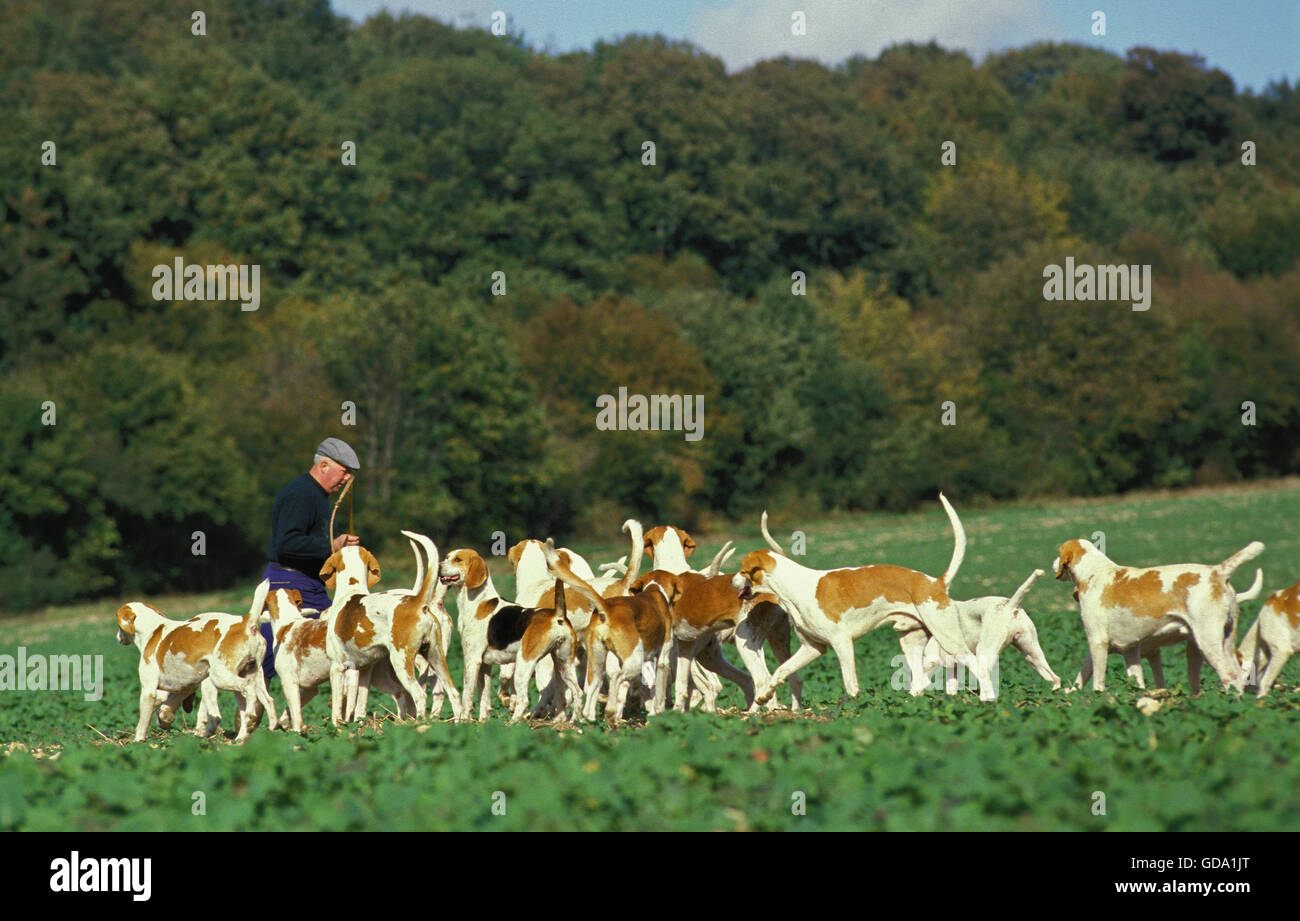 Großer anglo-französischen weiß und Orange Hund, Mann mit Pack Stockfoto