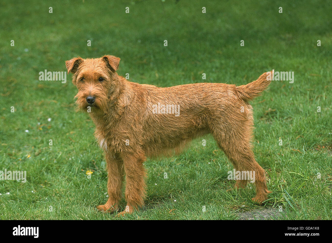 IRISH TERRIER HUND, ERWACHSENE STEHEN AUF DEM RASEN Stockfoto