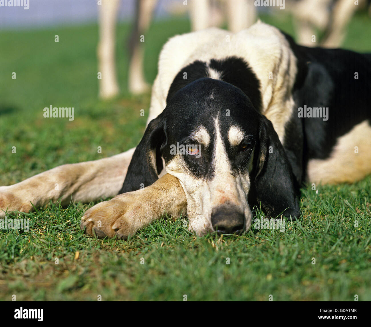 Schwarz / weiß großer Anglo französischen Hund, Erwachsene auf Rasen Stockfoto