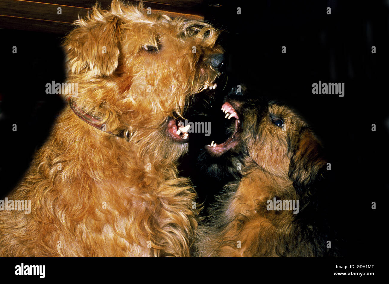 Irish Terrier, Erwachsene und Welpen Knurren, Aggressive Haltung Stockfoto
