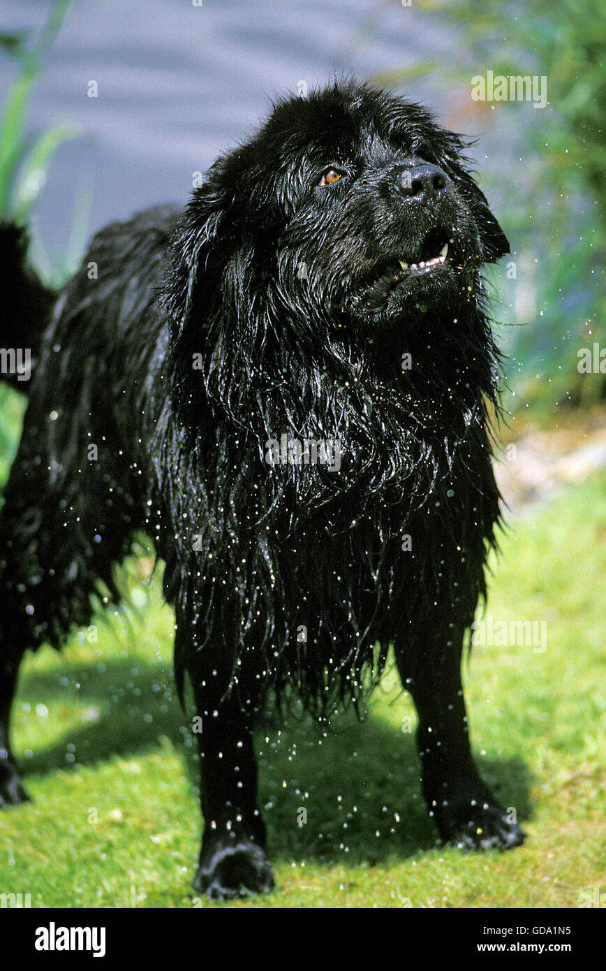 Neufundland Hund, Rettungshund aus See Stockfoto
