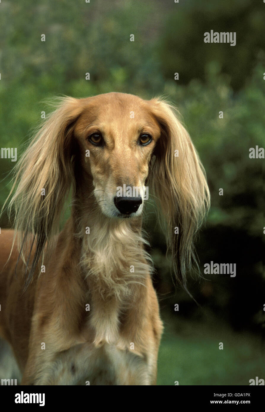 Saluki Hund, Porträt von Erwachsenen Stockfoto