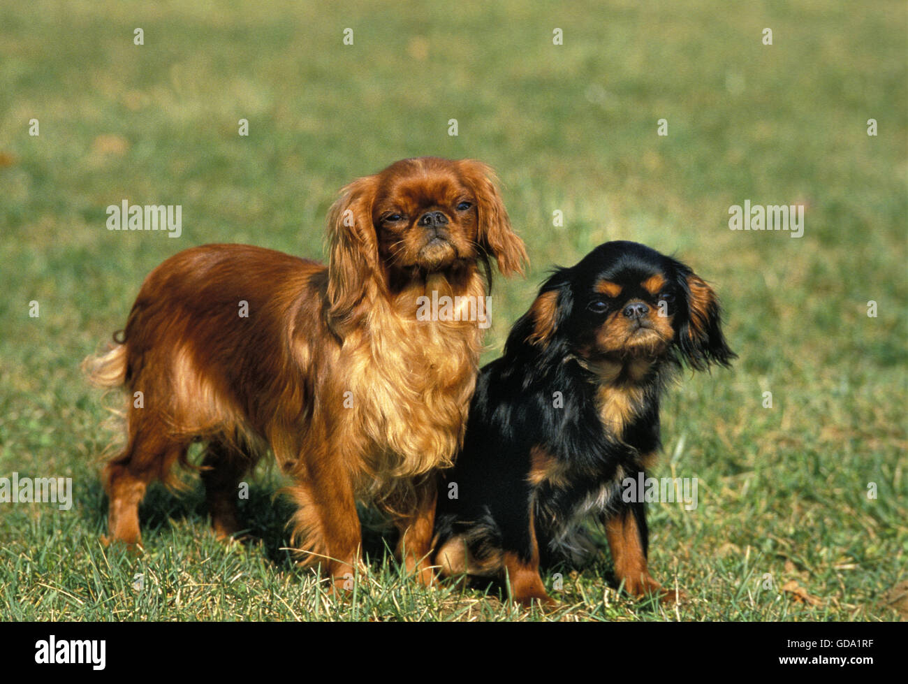 Cavalier King Charles Spaniel, Hund stehend auf dem Rasen, Ruby und neben Stockfoto