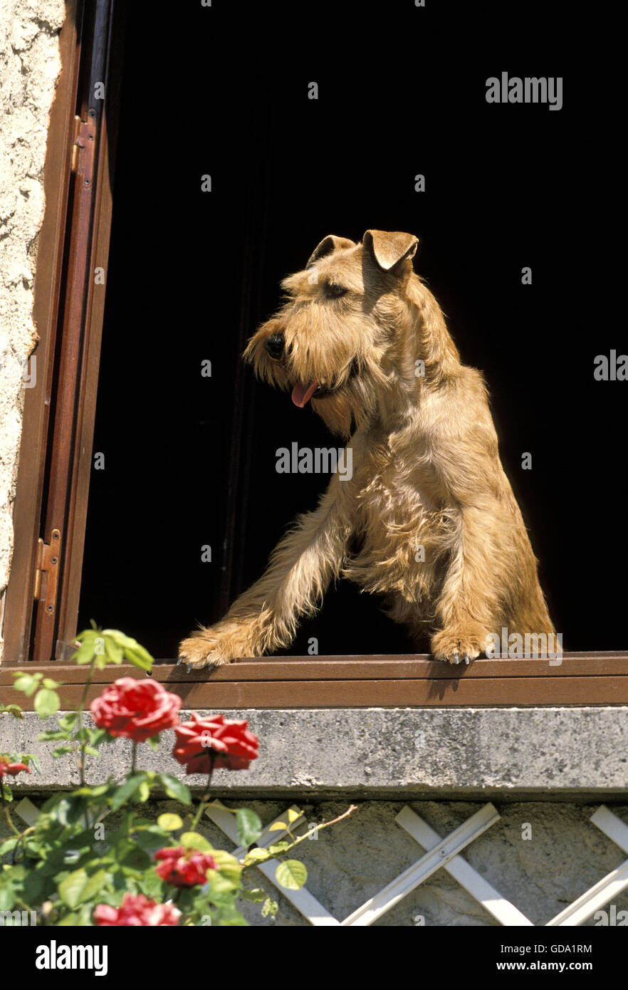 Irish Terrier Hund am Fenster Stockfoto