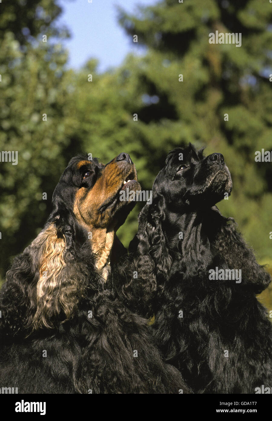 Porträt des American Cocker Spaniel Hund Stockfoto