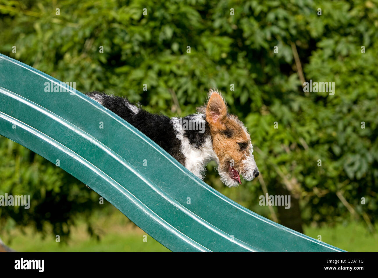 Rauhhaar Foxterrier Welpen spielen auf Folie Stockfoto