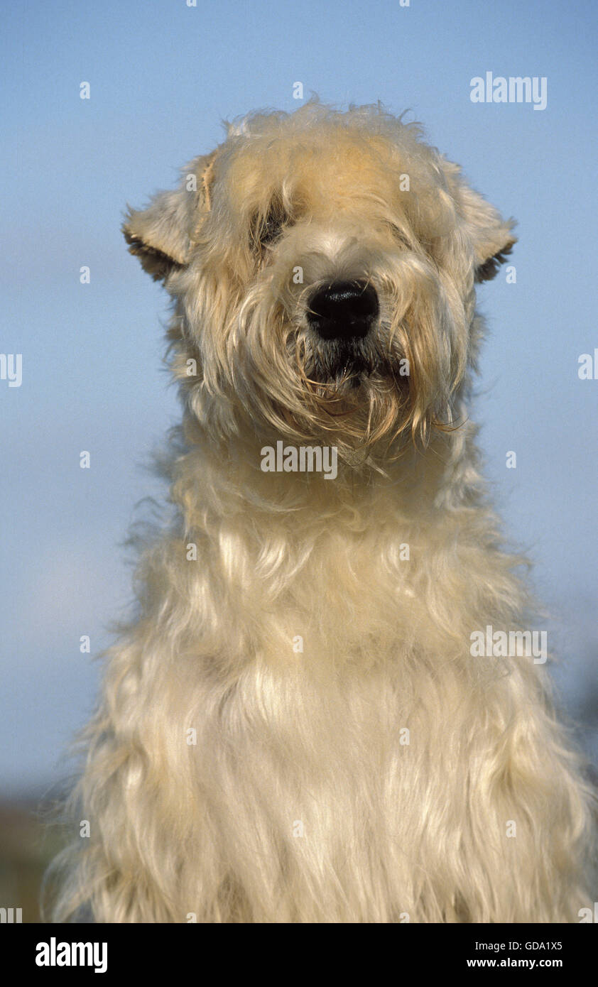 SOFT COATED WHEATEN TERRIER, PORTRÄT VON ERWACHSENEN Stockfoto
