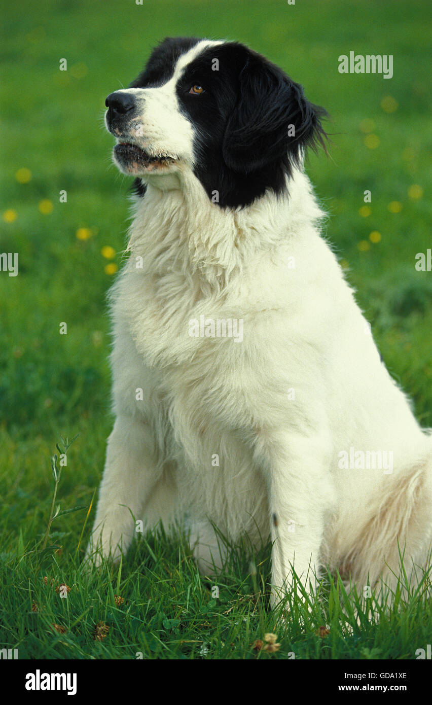 Landseer Hundesitting auf Rasen Stockfoto