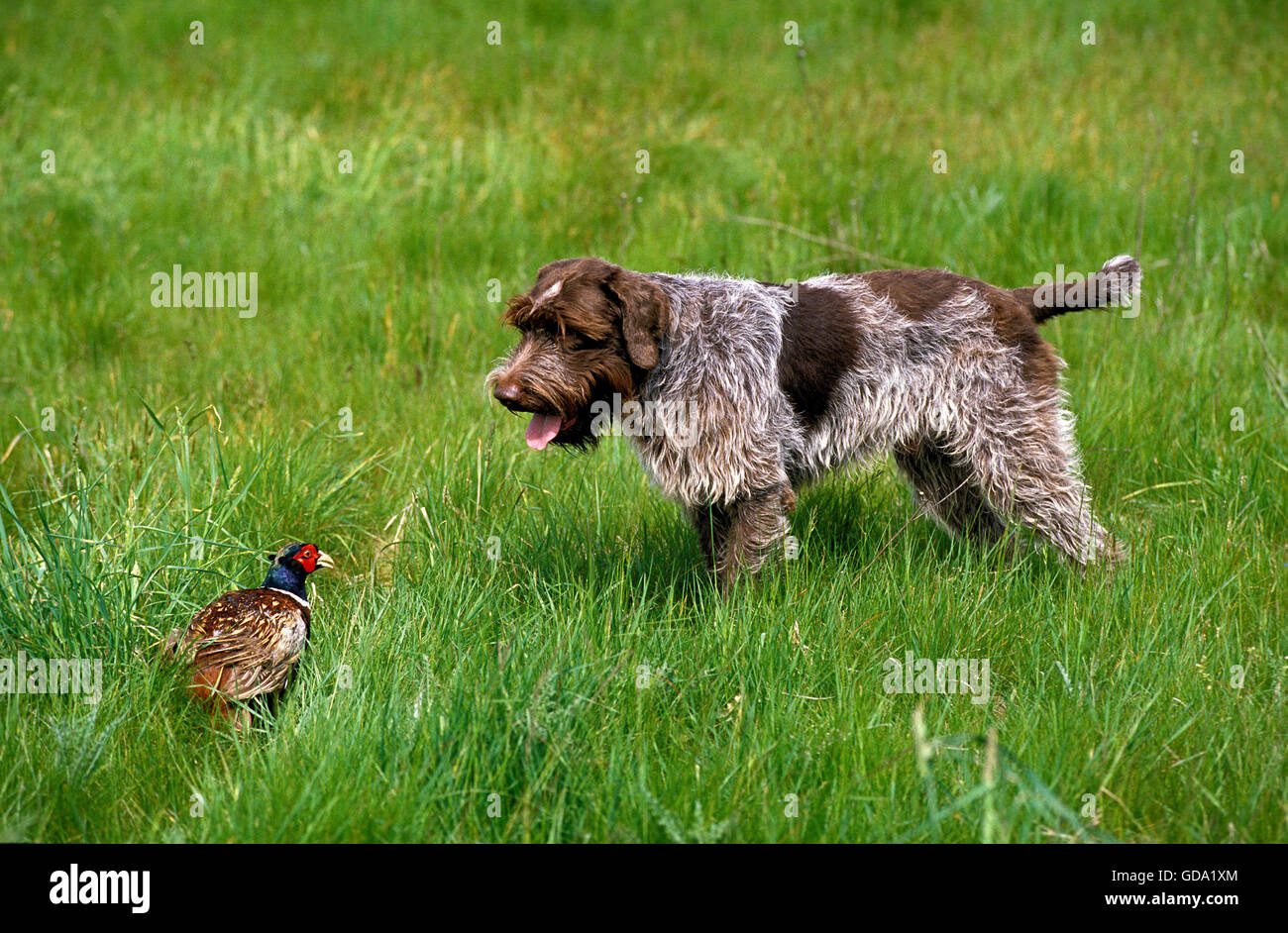 Korthal oder Wire-Haired Griffon Hund Jagd gemeinsame Fasan Stockfoto