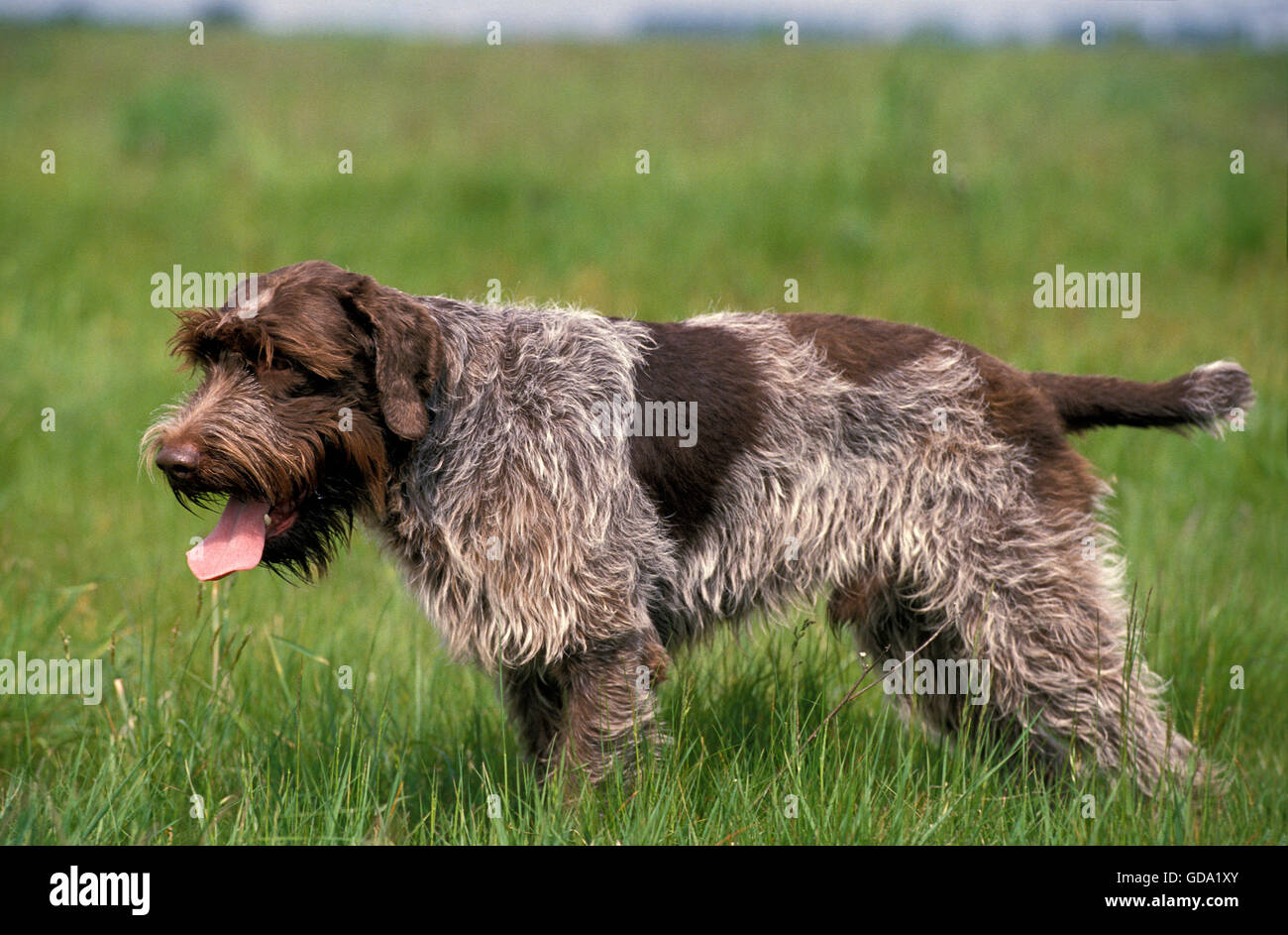 Griffon Korthal Hund oder WireHaired Jagd Stockfoto, Bild 111473795