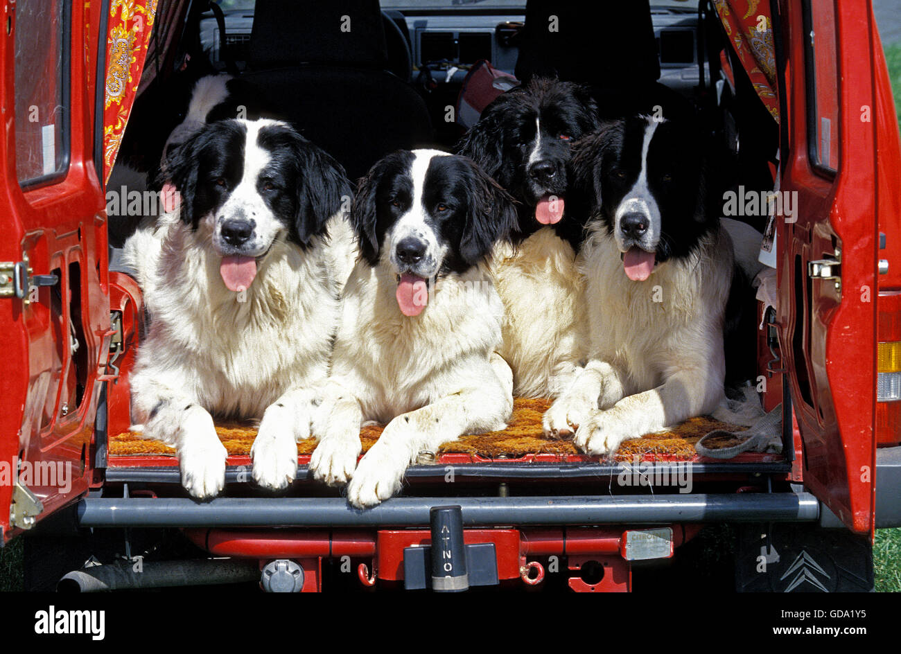LANDSEER HUNDE, ERWACHSENE IM HINTEREN KOFFERRAUM EIN ROTES AUTO Stockfoto