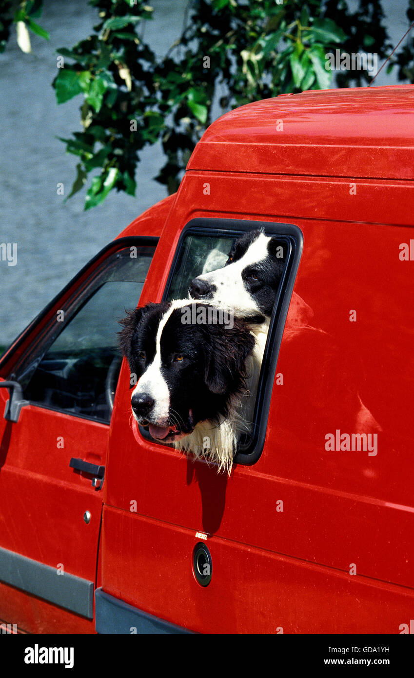 LANDSEER HUNDE, ERWACHSENE MIT KOPF AUS EINEM ROTEN AUTO Stockfoto