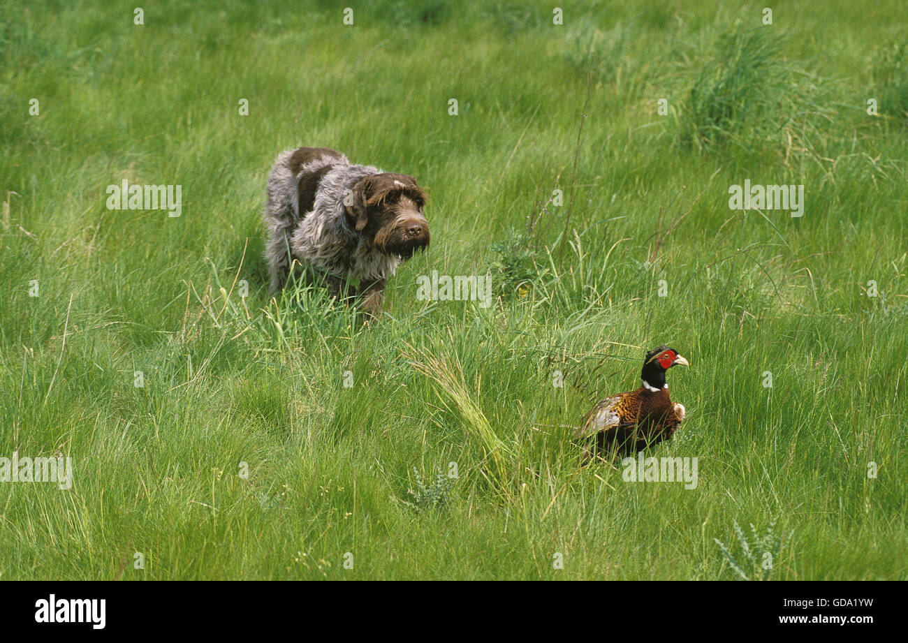 Korthal Hund oder Wire-Haired Griffon Hund Jagd gemeinsame Fasan, Phasianus colchicus Stockfoto
