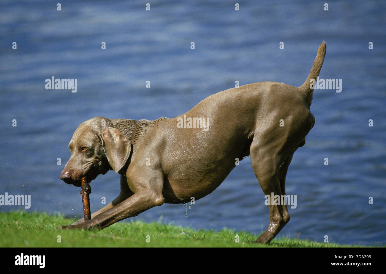 Weimar-Pointer Hund, Männlich spielen mit einem Stückholz Stockfoto