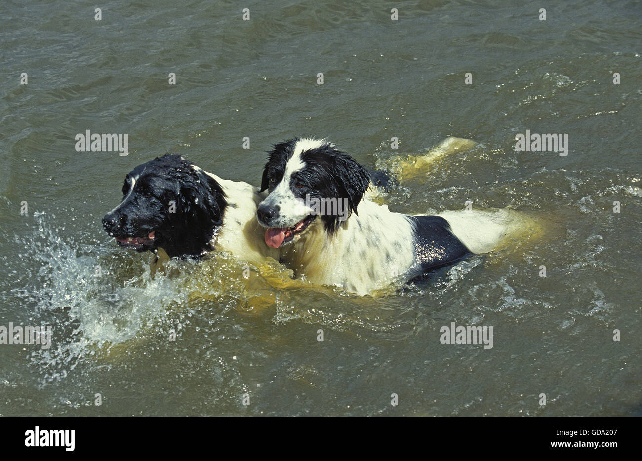 Landseer Hund, Erwachsene spielen im Wasser Stockfoto