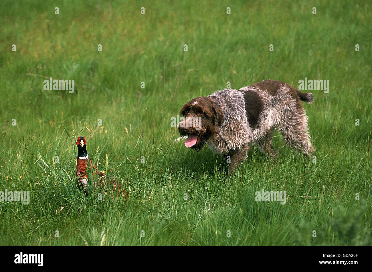 Korthal oder Wire-Haired Griffon Hund Jagd gemeinsame Fasan Stockfoto