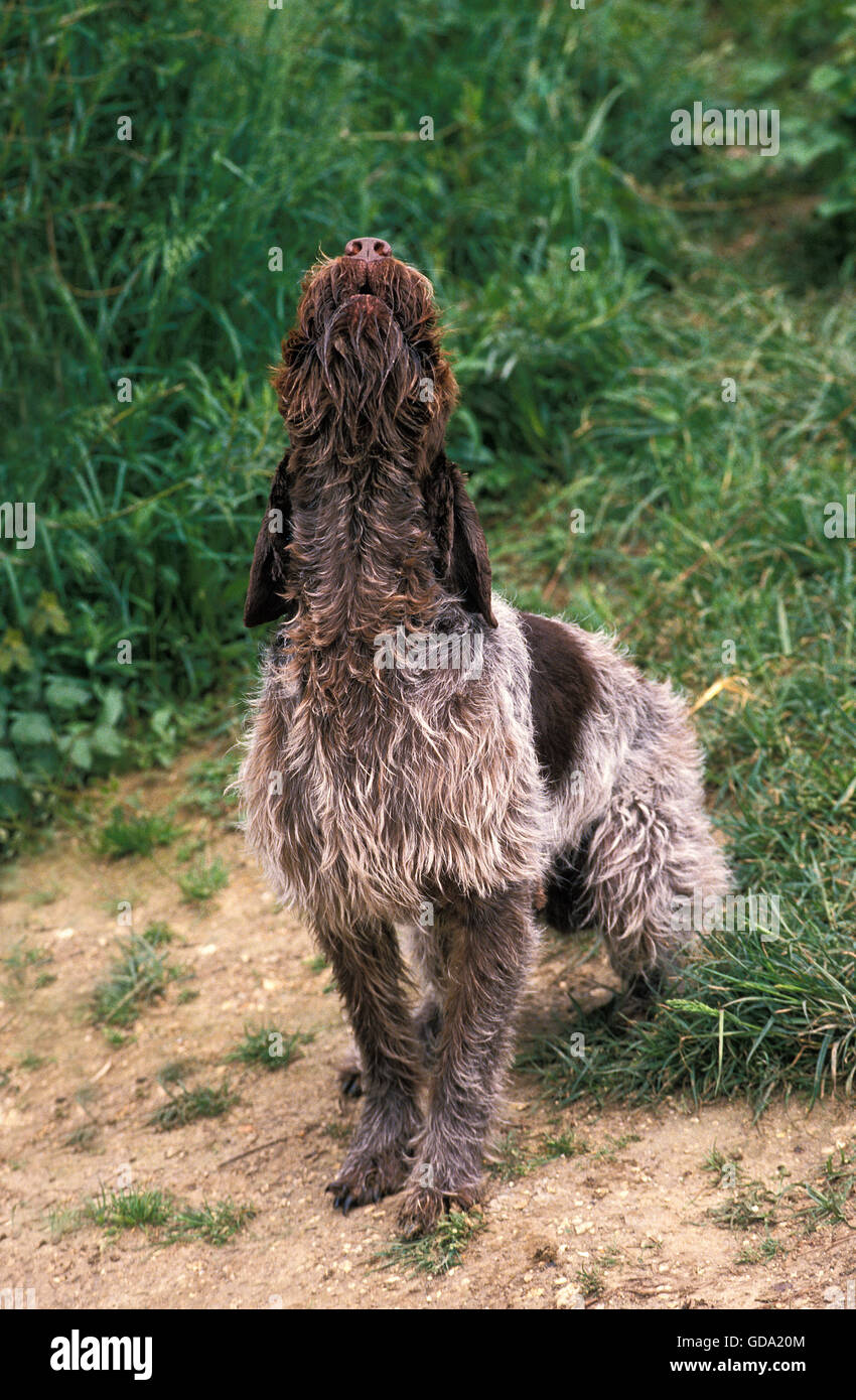 KORTHAL HUND ODER RAUHAAR GRIFFON, ERWACHSENEN BELLEN Stockfoto