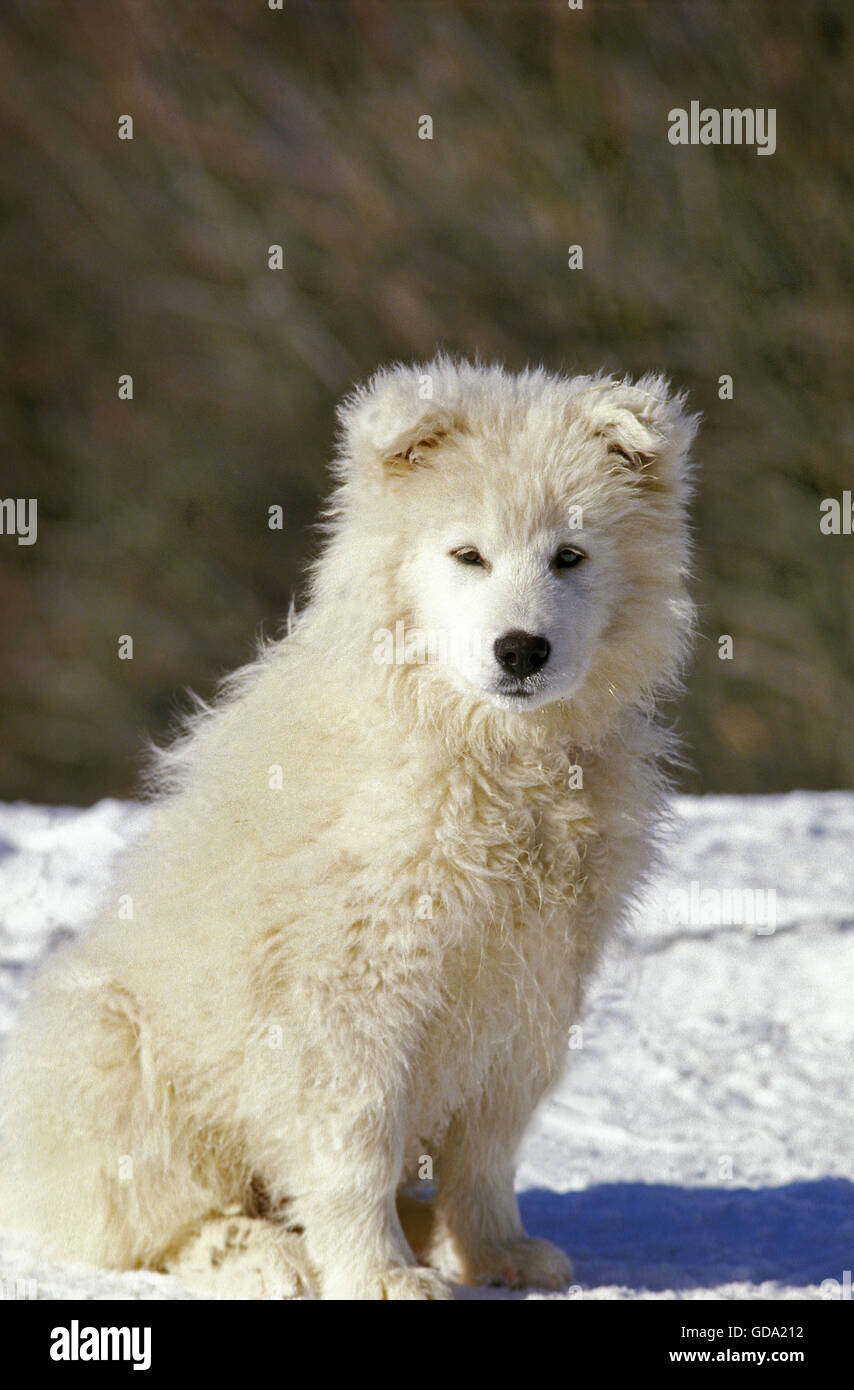 Samojeden Hund, Welpe sitzt auf Schnee Stockfoto