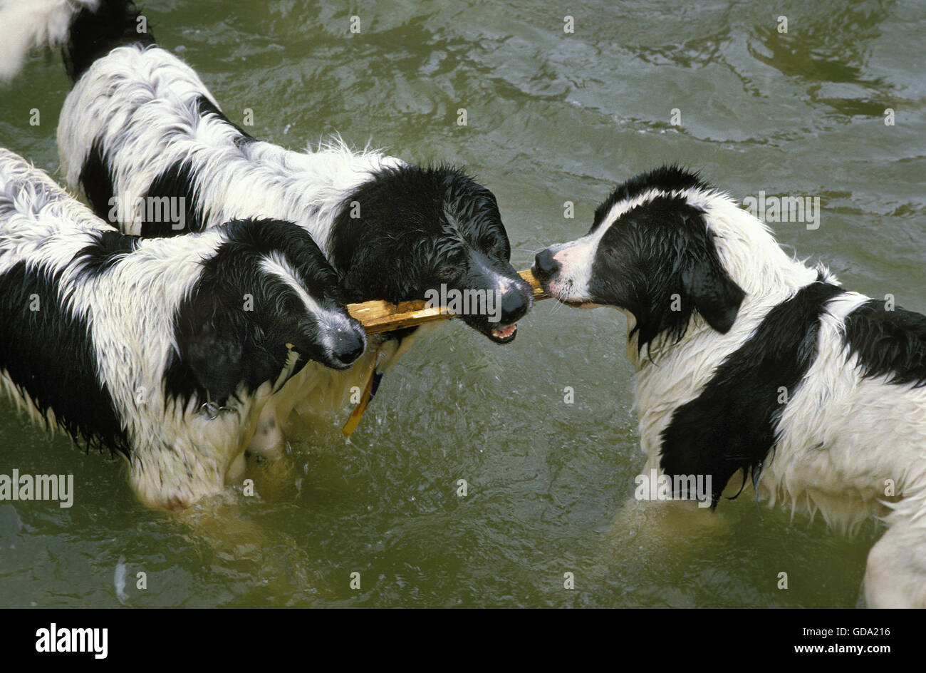Landseer Hund, Erwachsene im Wasser, spielen mit einem Stückholz stehend Stockfoto