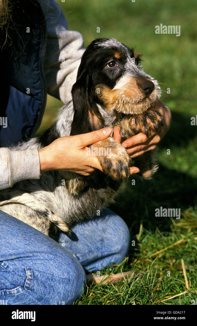 Frau und Hund Blue Gascony Griffon Stockfoto