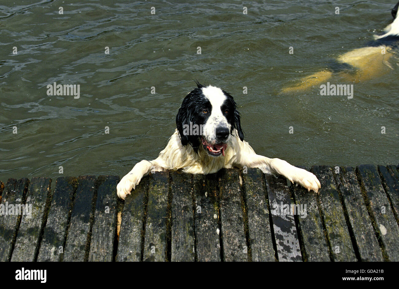 Landseer Hund Erwachsene stehen im Wasser Stockfoto