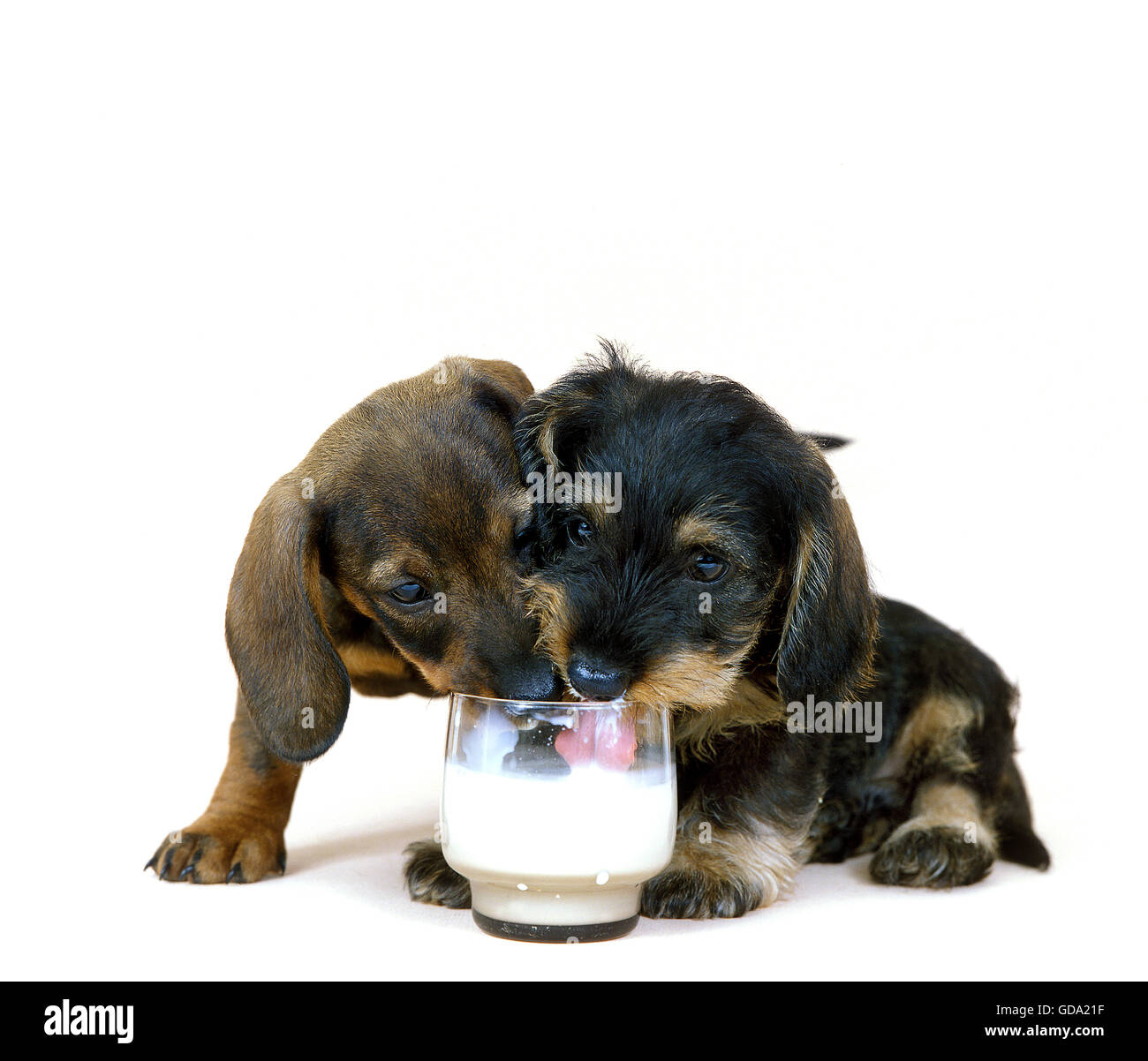 DACKEL RAUHHAAR UND KURZHAAR DACKEL WELPEN TRINKEN MILCH Stockfoto