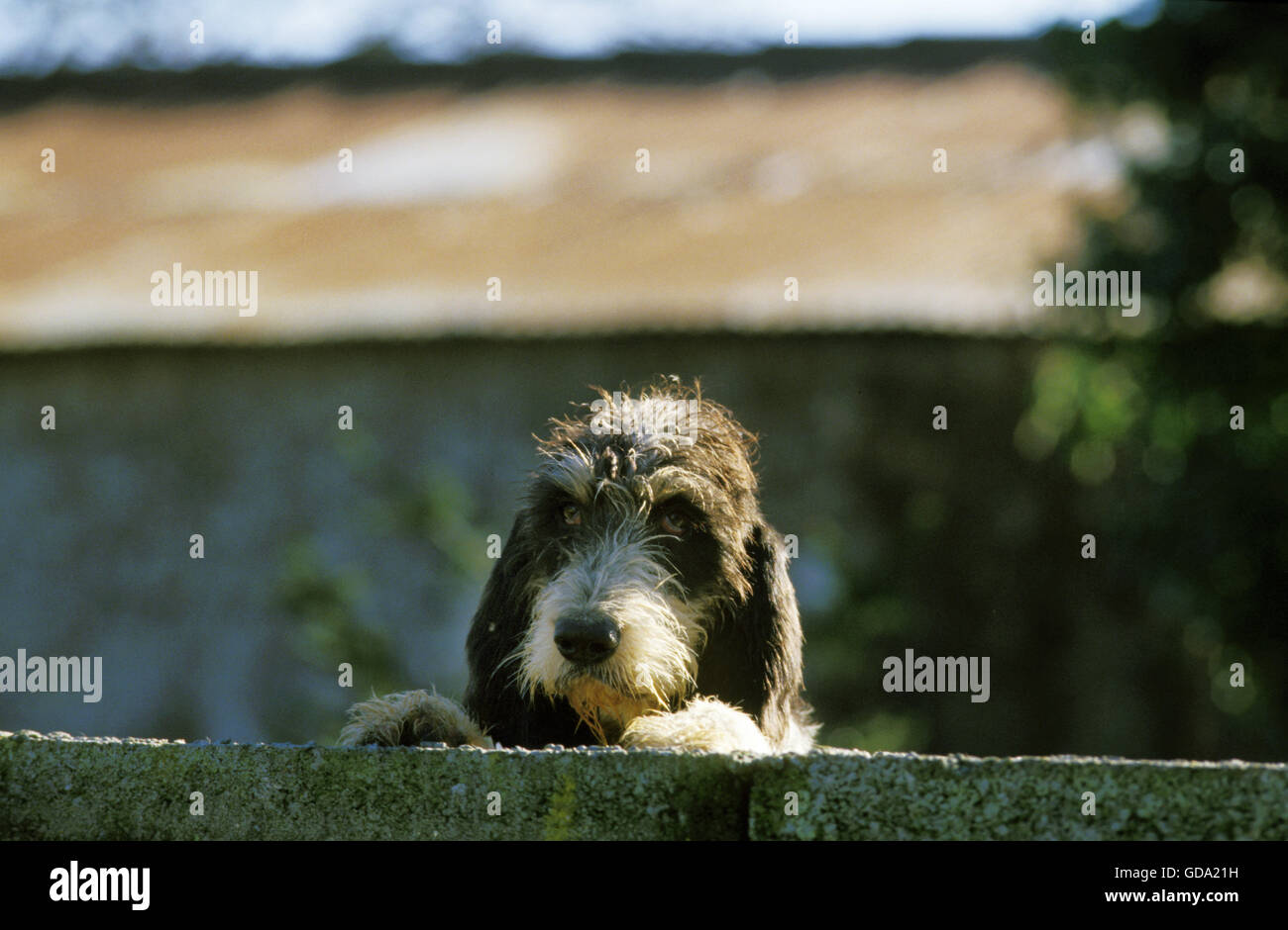 Blauer Gascogne Griffon Hund, bewacht Haus Stockfoto