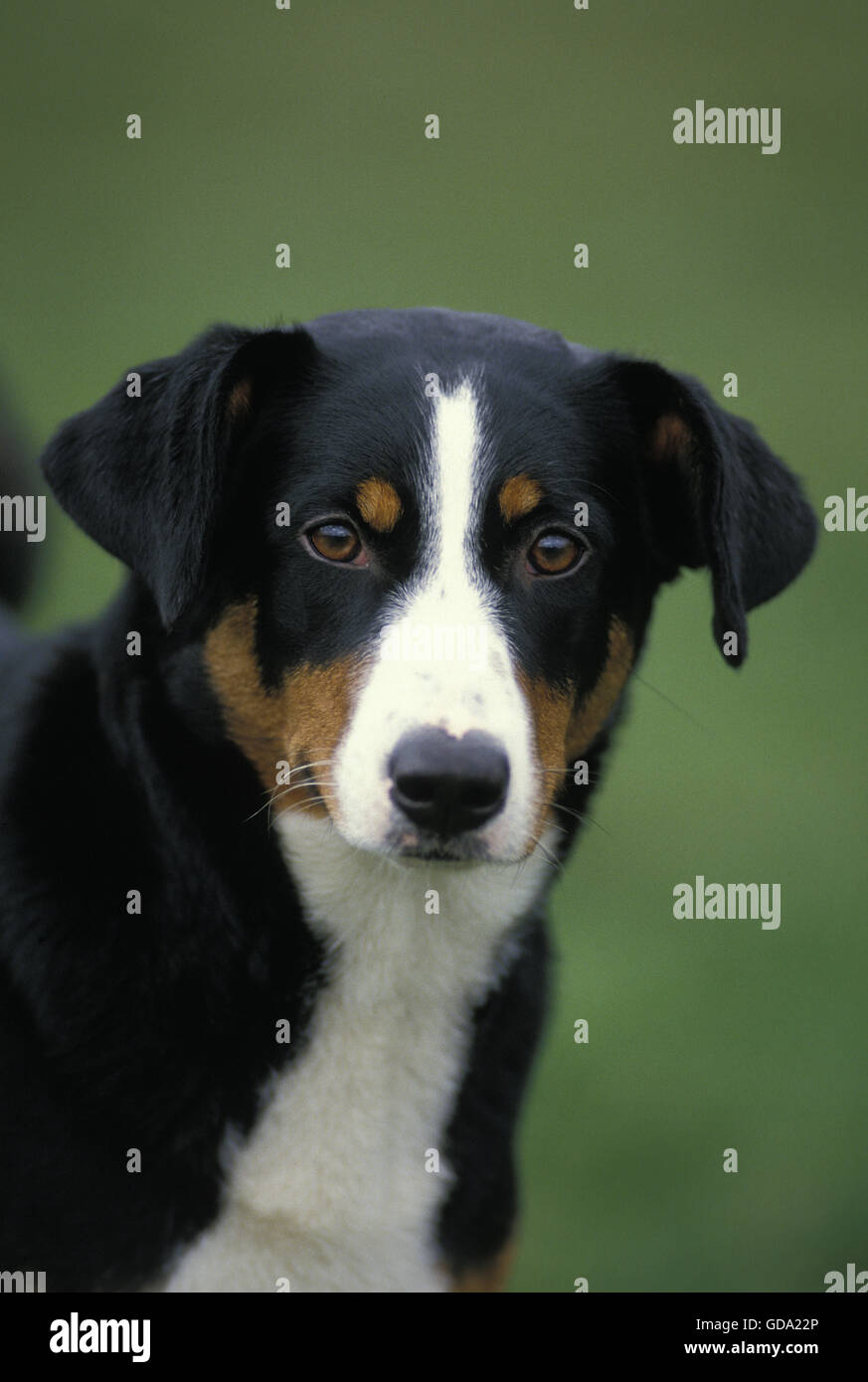 Appenzeller Sennenhund, Porträt von Erwachsenen Stockfoto