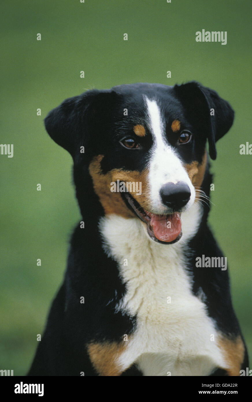 Appenzeller Sennenhund, Porträt von Erwachsenen Stockfoto