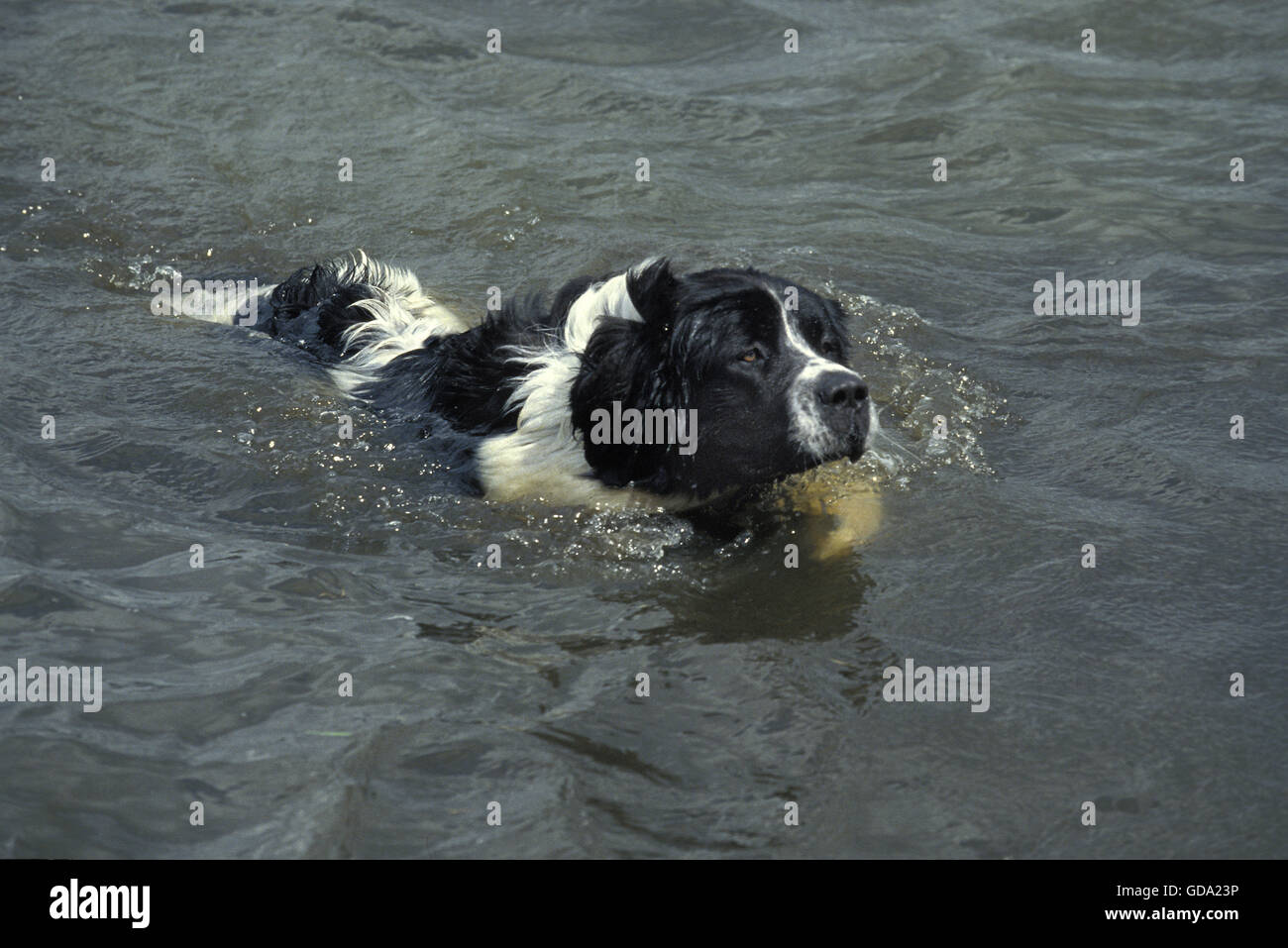Landseer Hund, Erwachsenen schwimmen Stockfoto