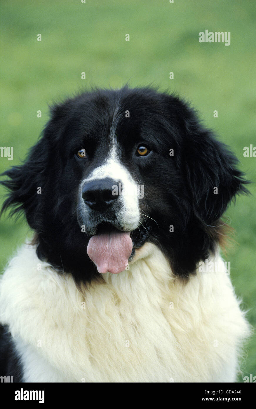 Landseer Hund, Porträt von Erwachsenen Stockfoto