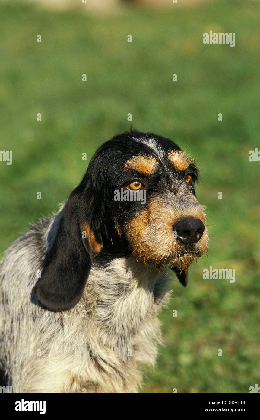 Porträt von Blue Gascony Griffon Hund Stockfoto