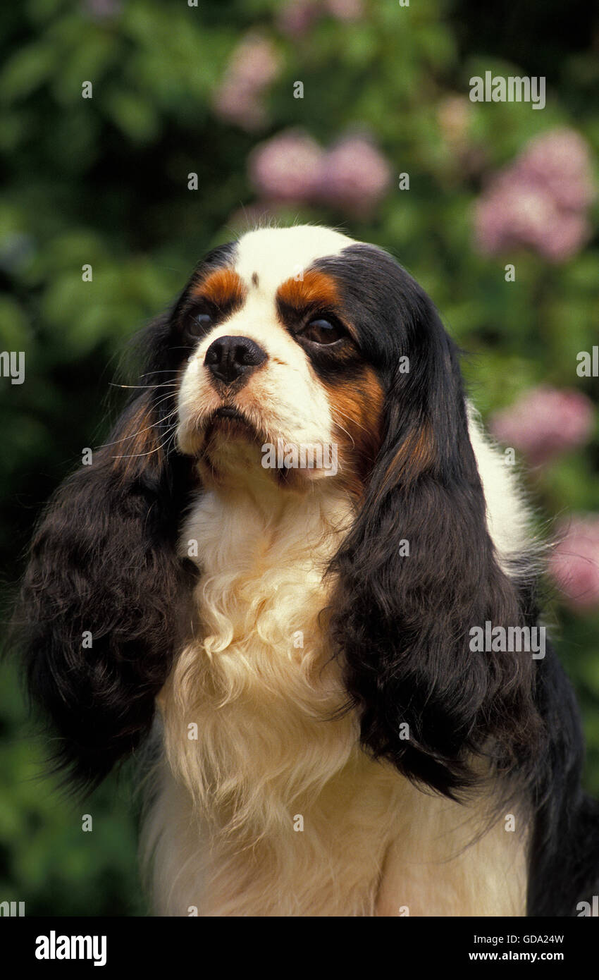 Cavalier King Charles Spaniel, Portrait of Dog, Tricolor Stockfoto