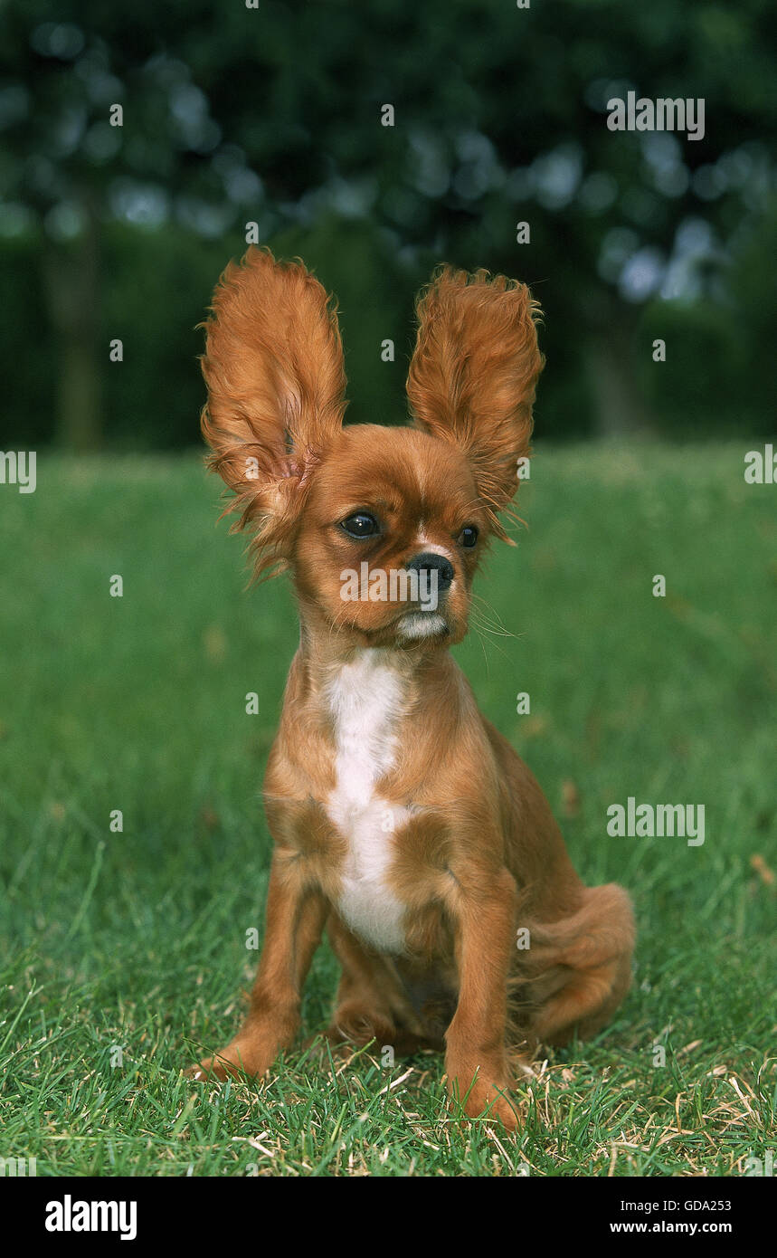Cavalier King Charles Spaniel Hund, Welpe mit Ohren Up, ruby Stockfoto