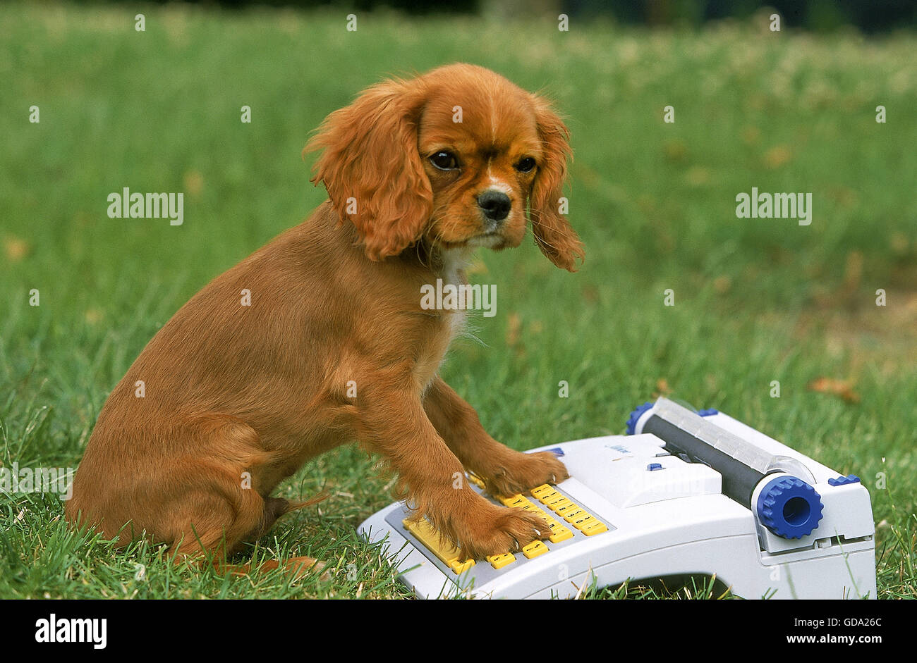 CAVALIER KING CHARLES SPANIEL, Welpen spielen mit A Schreibmaschine, ruby Stockfoto