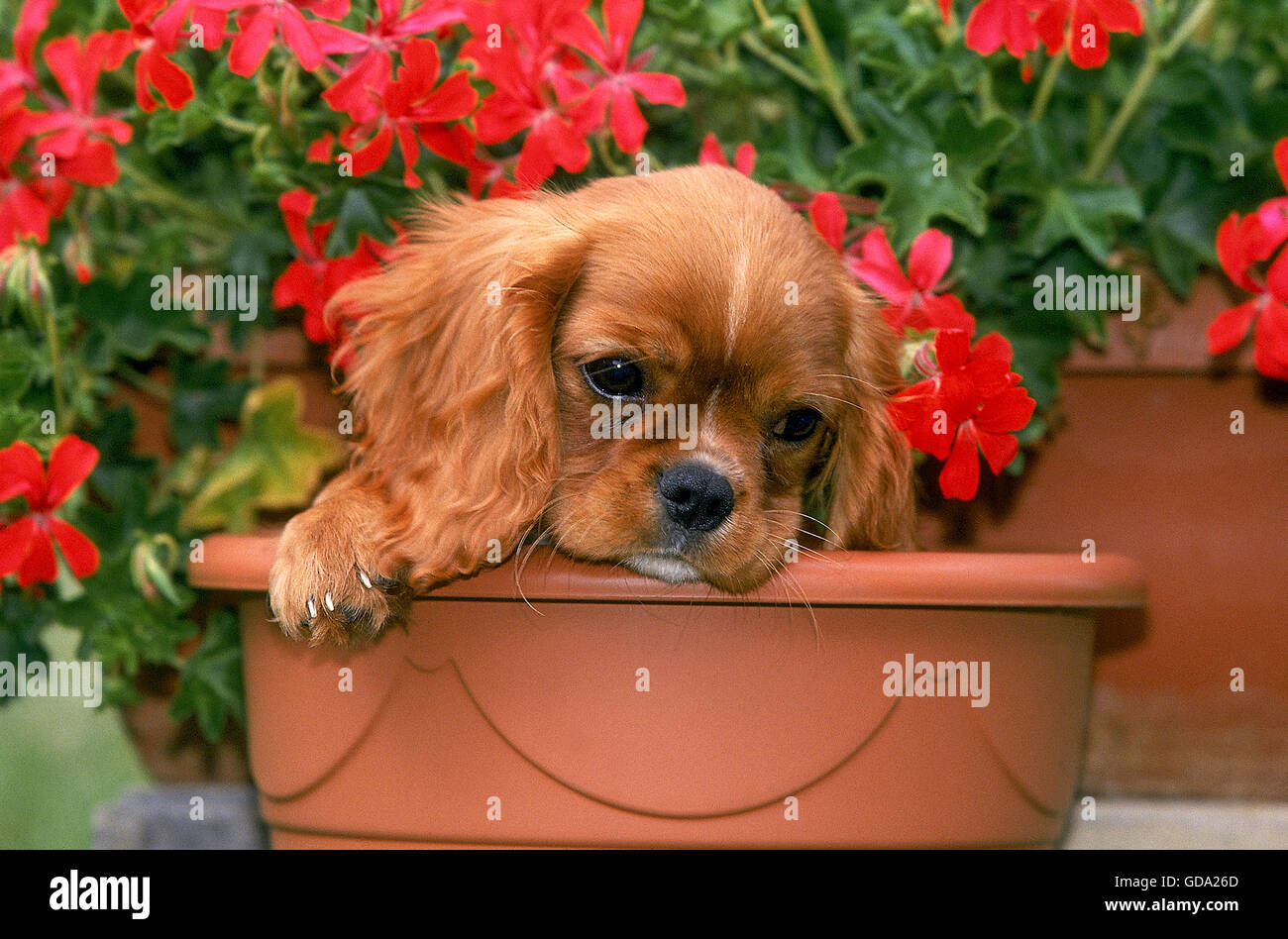 CAVALIER KING CHARLES SPANIEL, Welpe IN Blumen, ruby Stockfoto