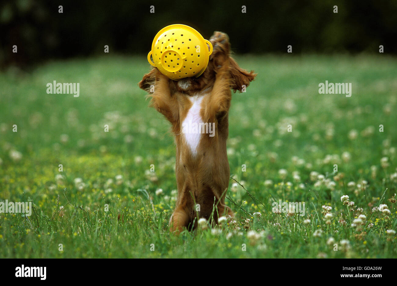 Cavalier King Charles Spaniel Hund, Welpe spielt mit Sieb, ruby Stockfoto