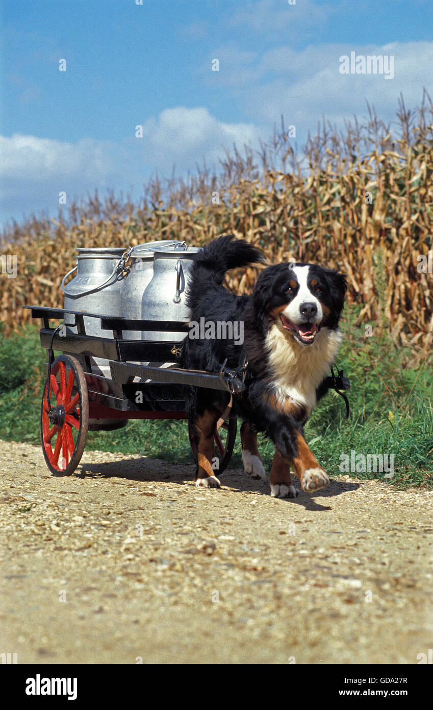 dog pulling cart