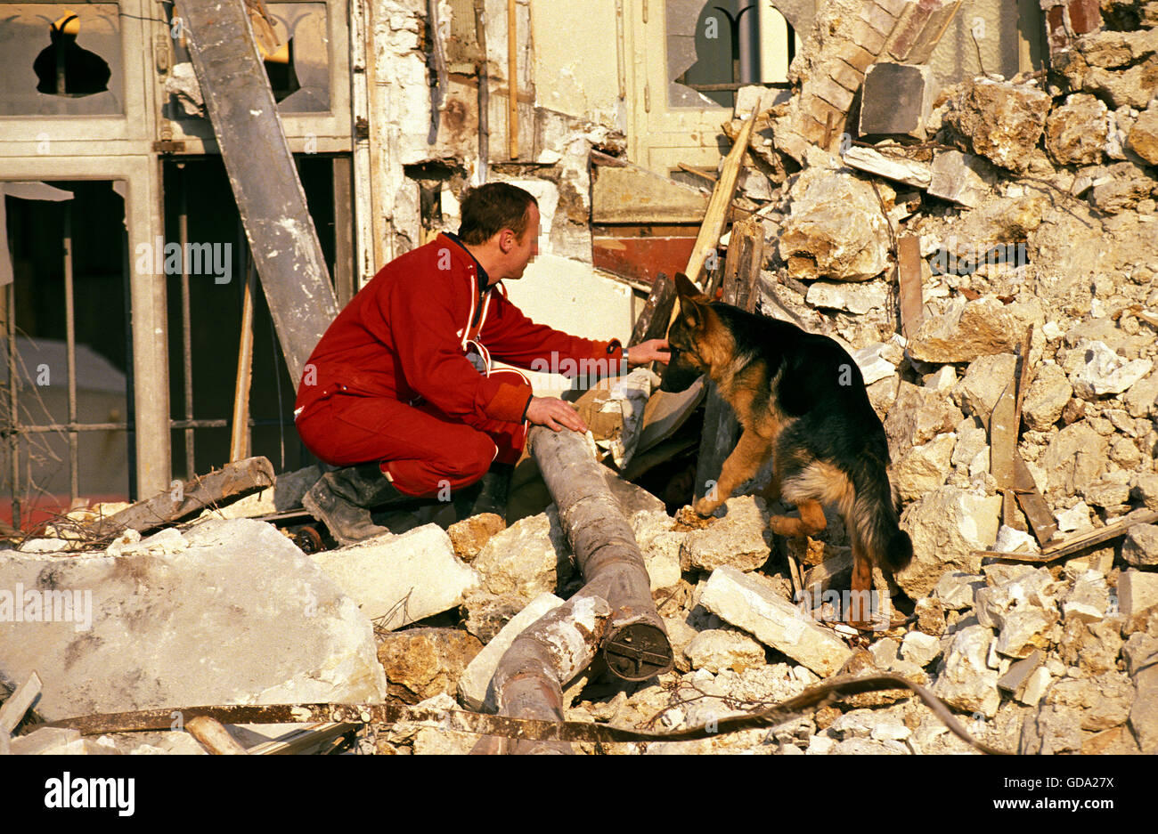 Deutscher Schäferhund während einer Katastrophe Hundetraining Stockfoto