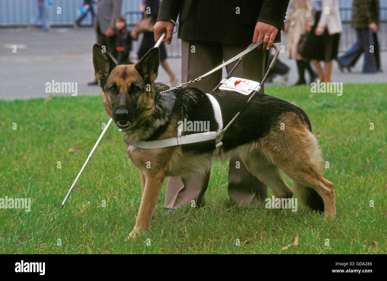 Deutscher Schäferhund, Blindenhund für Blinde, Wandern mit Besitzer Stockfoto