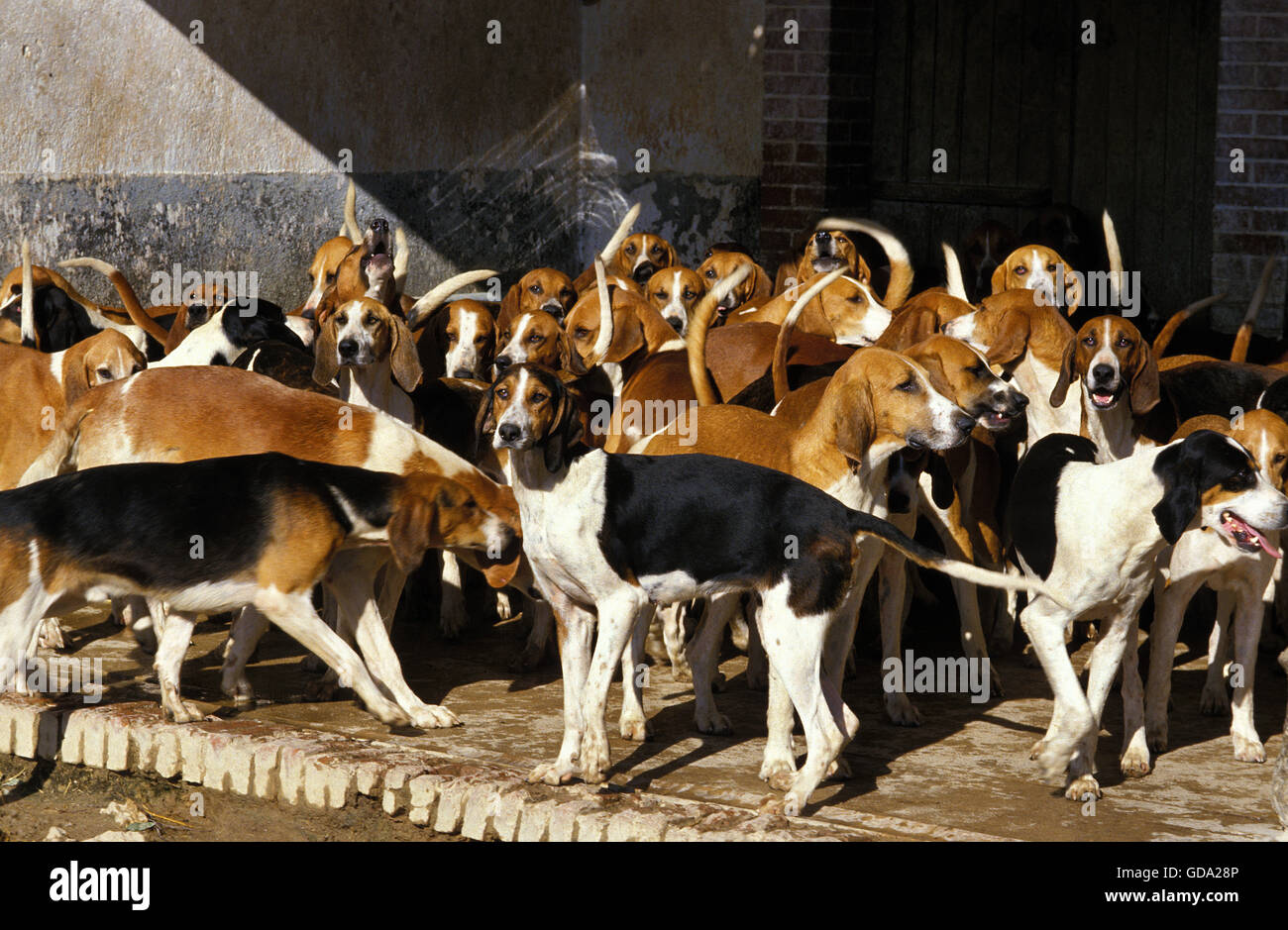 Poitevin Hund Stockfotos und -bilder Kaufen - Alamy