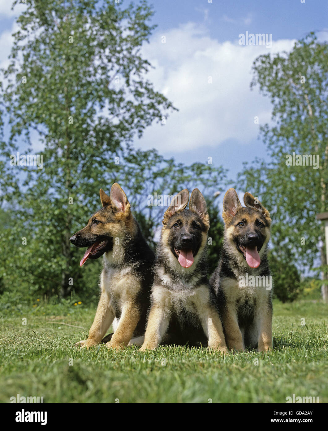 German Schaeferhund Fotos Und Bildmaterial In Hoher Aufl sung Alamy German Schaeferhund Fotos Und Bildmaterial In Hoher Aufl sung Alamy